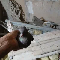 سینه دم سفید|پرنده|شیراز, شهرک گلها|دیوار