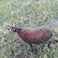 گوسفند ماده حامله