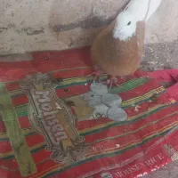 سلام فروش یک عدد ساری شازده نر بفروش میرسد