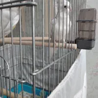 عروس هلندی آلبینو دوکت پروانه ای مهر مولد|پرنده|بهارستان, |دیوار