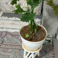 گل و گلدان وپایه