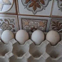 تخم لاری اصیل نطفه دار