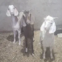 بزغاله دورگ پاکستانی|حیوانات مزرعه|آران و بیدگل, |دیوار