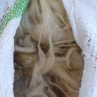 سلام پشم گوسفند فروشی