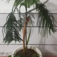 گل کاج مطبق یوکا ملکه|گل و گیاه طبیعی|اژیه, |دیوار