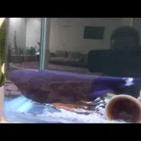 بلک گوست ۳۰ سانتی