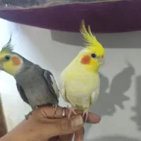 عروس هلندی اهلی  کشیده