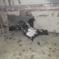 کبوتر|پرنده|میاندوآب, |دیوار