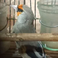 سهره دارابی دهن زن