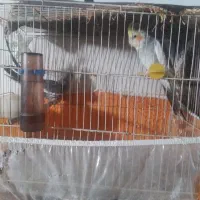 یه‌جفت‌عروس‌هلندی‌‌