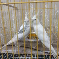 عروس هلندی زعفرانی|پرنده|آبدانان, |دیوار