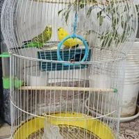 مرغ عشق با قفس|پرنده|بندر امام خمینی, |دیوار