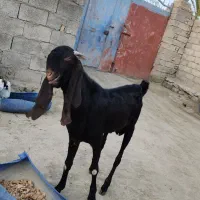پاچن دو رگه بزرگ هیکلی