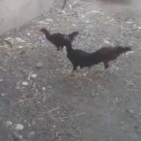 لاری