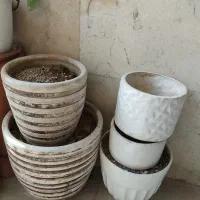 گلدان درحدنوهرعدد200هزارتومان