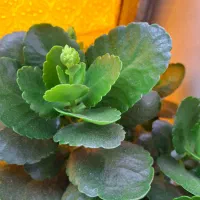 گل های زیبا|گل و گیاه طبیعی|مرند, |دیوار