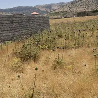 ۲۱۰مترزمین موردراز