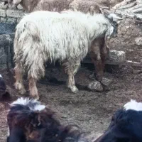 چپش نر  کیلویی 300|حیوانات مزرعه|زاغه, |دیوار