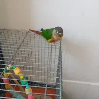 طوطی گیرینچیک