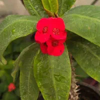 فروش گل و گیاه آپارتمانی و انواع رزها
