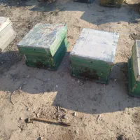 فروش زنبور عسل