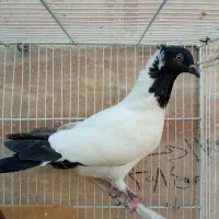 زرد دم ‌سفید .طوقی کارتنی|پرنده|مشهد, عبادی|دیوار