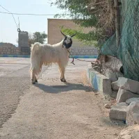 کهره|حیوانات مزرعه|شنبه و طسوج, |دیوار