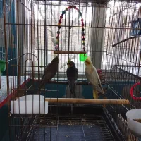 عروس هلندی های زیبا و دوست داشتنی