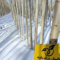 نهال پیوندی میاندوآب|خدمات باغبانی و درختکاری|بکتاش, |دیوار