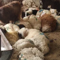 مال زنده با ۳۵٪ قیمت پایین تر،قربانی