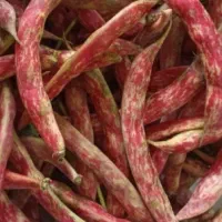 لوبیا افراتخته