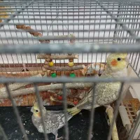 یک جفت عروس هلندی کنجدی|پرنده|آمل, |دیوار