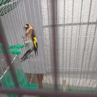 سهره ماده قفسی جوجه قفس