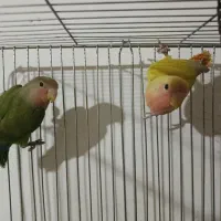 طوطی برزیلی