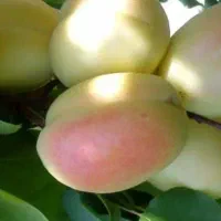 فروش فوری  باغ .دوجیریب ونیم طرح همت اباد هوره