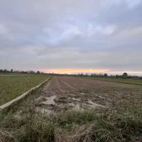 زمین کشاورزی 1500متر|فروش دفتر صنعتی، کشاورزی، تجاری|لشت نشا, |دیوار