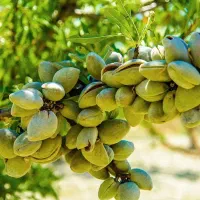 نهالستان  ، درخت کم آب ، نهال گلخانه در مشهد|خدمات باغبانی و درختکاری|مشهد, خواجه ربیع|دیوار