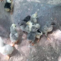 جوجه گلین طوسی