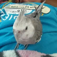 عروس هلندی گمشده