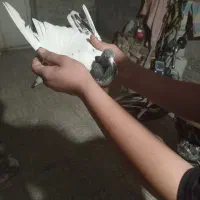 کفتر|پرنده|اراک, |دیوار