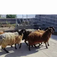 قوچ همو برولا افشار (چندقلوزای خالص)