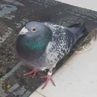 کبوتر مسافتی