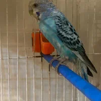 مرغ عشق ماده  ماده سالم|پرنده|قائن, |دیوار