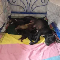 توله پیتبول|سگ|نوشهر, |دیوار