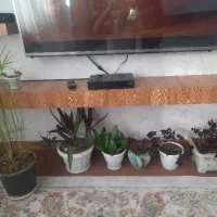 گل پروانه ،نخل مرداب ،مخملی|گل و گیاه طبیعی|سقز, |دیوار