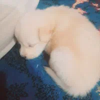 پامر|سگ|زاهدان, |دیوار