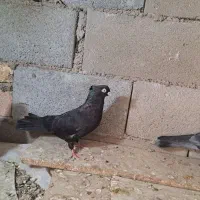 کبوتر یک سر صرب و ابادانی چشم نوک سفید درجه ۱|پرنده|شهرضا, |دیوار