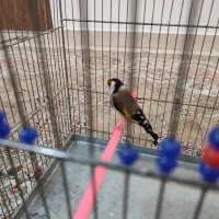 سهره نر مست