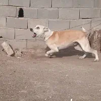 سگ نگهبان|سگ|تهران, نعمت‌آباد|دیوار