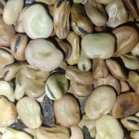 باقلی خشک درجه یک